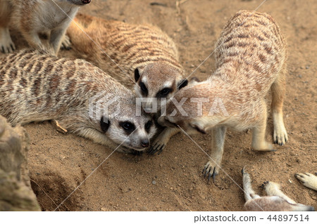 Zurasia's Meerkat Zurasia's Meerkat 44897514