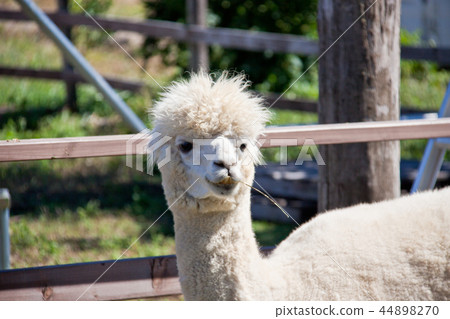 Alpaca 1 44898270