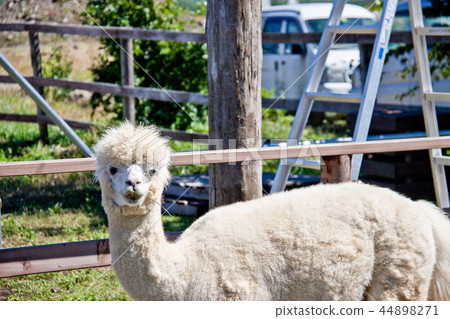 羊駝2 羊駝2 44898271