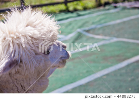 Alpaca 6 Alpaca 6 44898275