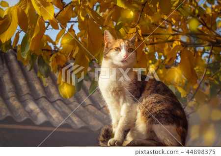 Tricolor cat sits on the background of autumn foliage 44898375