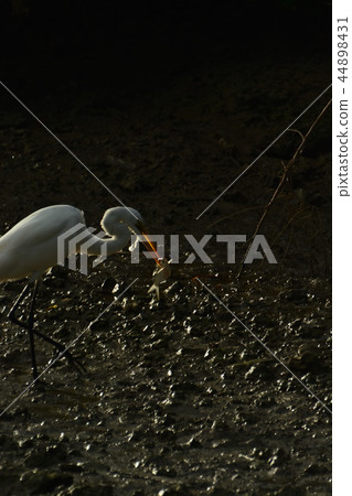 宮古島/野生鳥類的潮汐 44898431