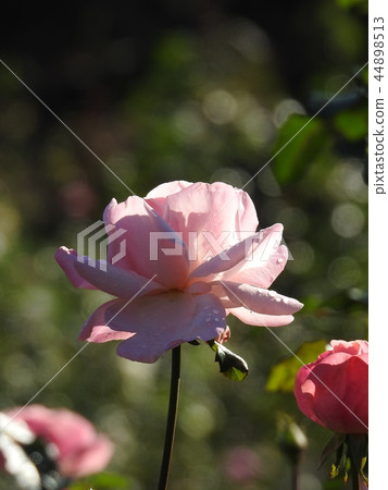 rose rose 44898513