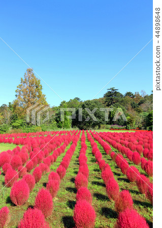 Shimizu Park Flowers of Fantasia Autumn leaves of Kokia (October) Chiba prefecture Noda city Shimizu Park Flowers of Fantasia Autumn leaves of Kokia (October) Chiba prefecture Noda city 44898648