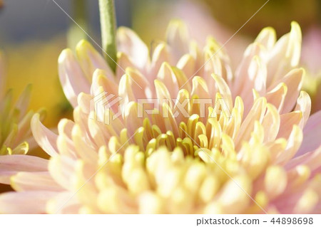 Chrysanthemum Chrysanthemum 44898698