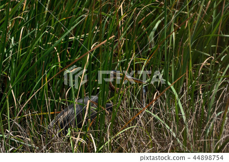 Miyakojima / Nature of the island 44898754