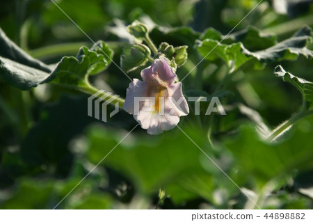 白金槍魚白花 白金槍魚白花 44898882