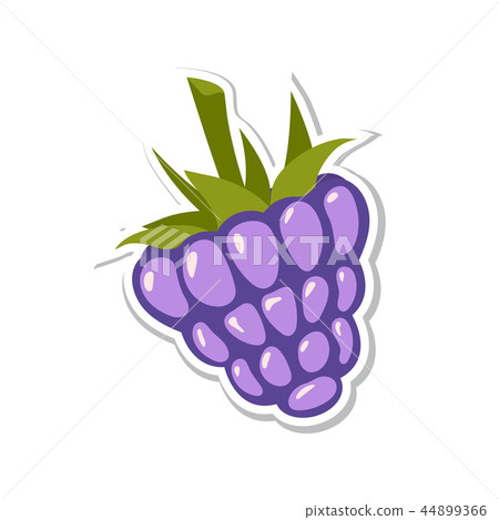 Blackberry. Sweet fruit. Isolated berries on white background. Vector illustration. 44899366