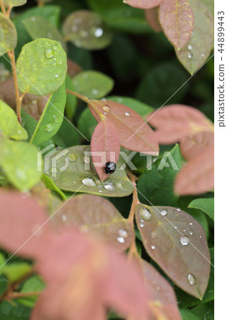 瓢蟲和Tokiwamansaku葉子和雨滴 瓢蟲和Tokiwamansaku葉子和雨滴 44899443