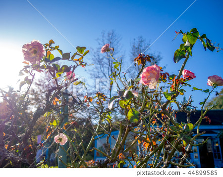 [靜岡縣]在公園裡盛開的粉紅玫瑰[伊豆修善寺Niji no Sato] 44899585