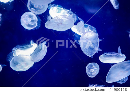 [Tokyo] Ikebukuro / Sunshine City Aquarium / Moon jellyfish 44900138