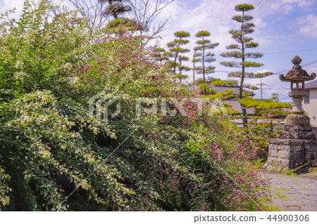 【山梨縣】Kai Zenko-ji寺,定量山Jochi-in寺Zenko-ji寺紅白玫瑰花 【山梨縣】Kai Zenko-ji寺,定量山Jochi-in寺Zenko-ji寺紅白玫瑰花 44900306