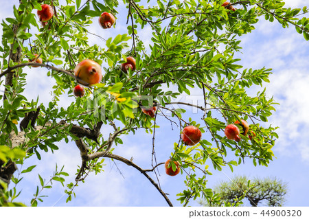 Pomegranate tree and fruit Pomegranate tree and fruit 44900320