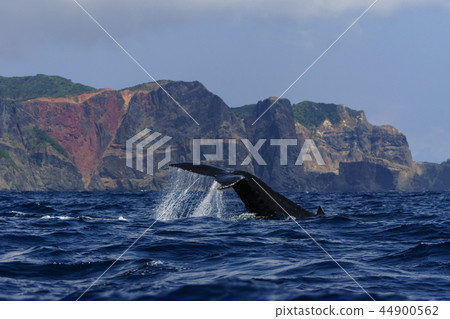 A humpback whale raising its tail in front of a heart lock Ogasawara 44900562