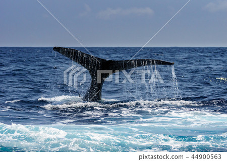 Humpback whale raising the tail fin Ogasawara Humpback whale raising the tail fin Ogasawara 44900563