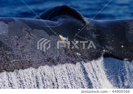 Humpback whale raising the tail fin Ogasawara Humpback whale raising the tail fin Ogasawara 44900566