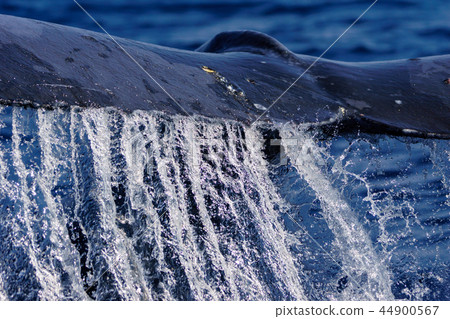 駝背鯨抬尾尾鰭小笠原 44900567