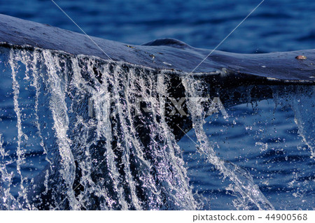 駝背鯨抬尾尾鰭小笠原 44900568