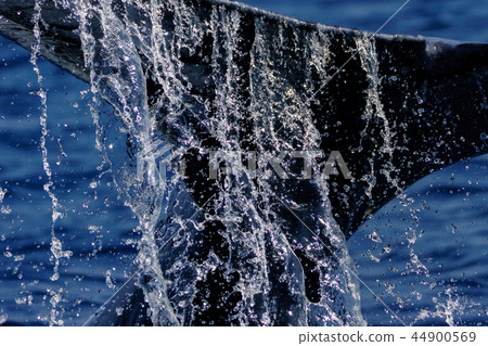 Humpback whale raising the tail fin Ogasawara 44900569