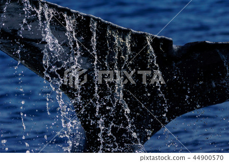 Humpback whale raising the tail fin Ogasawara 44900570