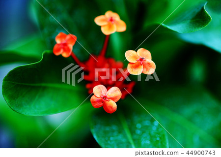 Santanka紅色花 Santanka紅色花 44900743