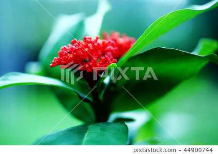 Santanka紅色花 44900744