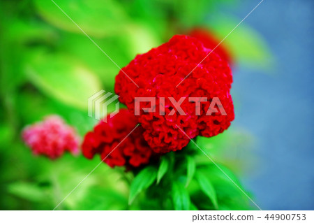 Flower of Kurumekaitou 44900753