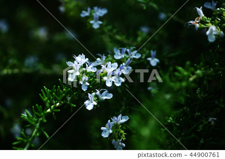 Herb Rosemary Flower 44900761