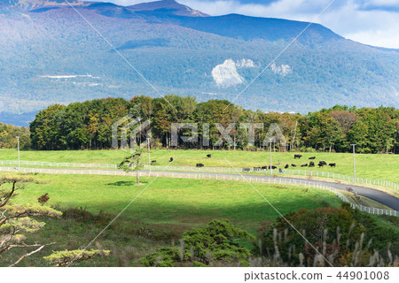 Miyagi Kurikoma山和高原和放牧牛的牧場 Miyagi Kurikoma山和高原和放牧牛的牧場 44901008