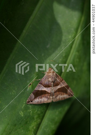 生物昆蟲Kiobia Shiva Tokuchiba，黃色腰帶在後面。根據教科書，前臂是普通的死葉顏色，具有保護色 44901037