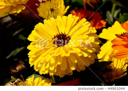 Yellow calendula blooming in Mitaka Nakahara Yellow calendula blooming in Mitaka Nakahara 44901044