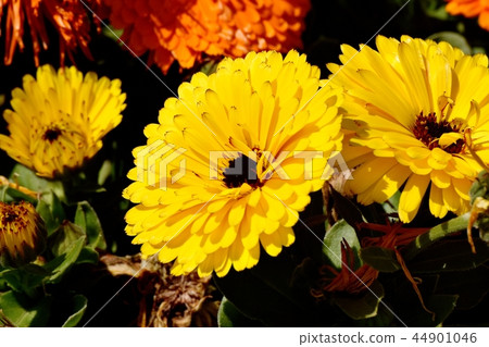 Yellow calendula blooming in Mitaka Nakahara Yellow calendula blooming in Mitaka Nakahara 44901046