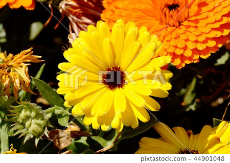 Yellow calendula blooming in Mitaka Nakahara Yellow calendula blooming in Mitaka Nakahara 44901048