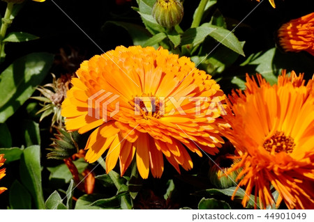 Orange calendula blooming in Mitaka Nakahara Orange calendula blooming in Mitaka Nakahara 44901049
