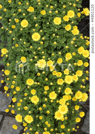 做黃色花01的菊花峭壁 44901120