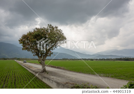 road with tree 44901319
