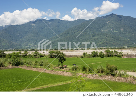 green paddy farm 44901340