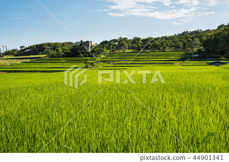 green paddy farm 44901341