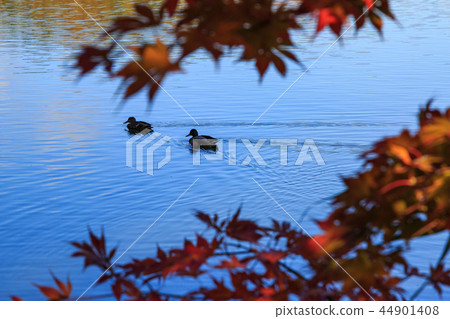 Autumn leaves (Lake Tateshina) 44901408