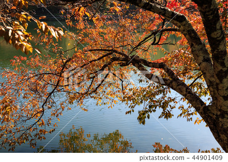 Autumn leaves (Lake Tateshina) 44901409