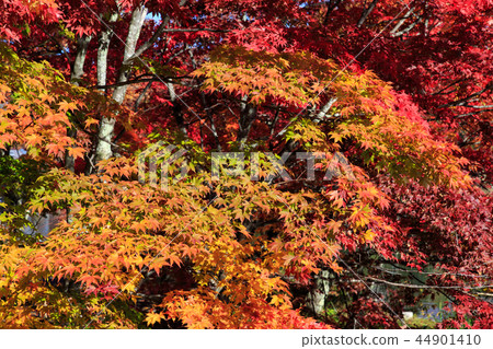 Autumn leaves (Lake Tateshina) 44901410