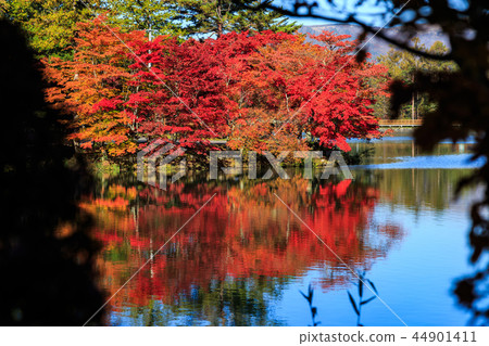 Autumn leaves (Lake Tateshina) 44901411