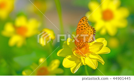 Dahlia STF 16: 9 Dahlia STF 16: 9 44901445