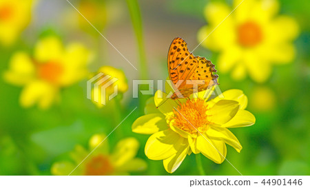 Dahlia STF 16: 9 44901446