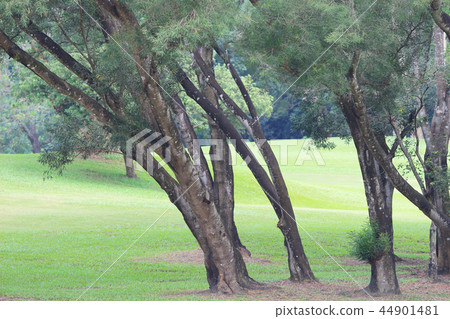 the nature of background at outdoor the nature of background at outdoor 44901481