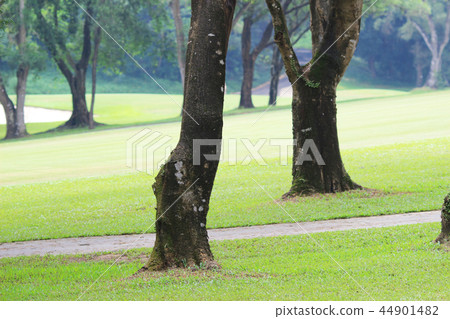 the nature of background at outdoor the nature of background at outdoor 44901482