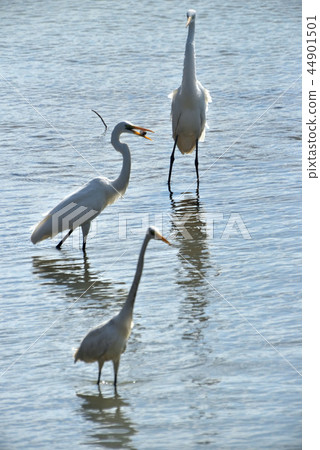 Miyakojima / Cape of tidal flats Miyakojima / Cape of tidal flats 44901501