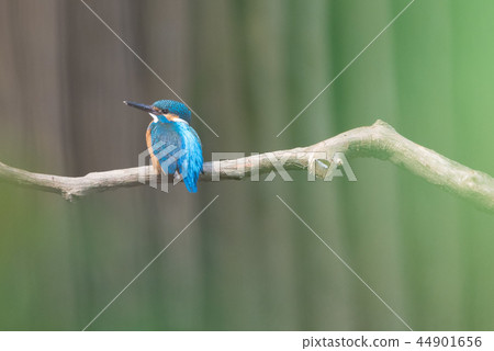 翠鳥和綠色 翠鳥和綠色 44901656