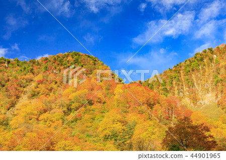 Shona Falls Fall leaves 44901965