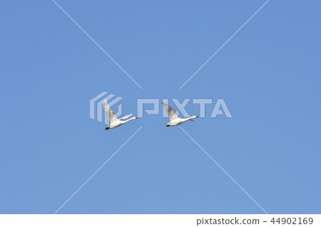 Flying swan Flying swan 44902169
